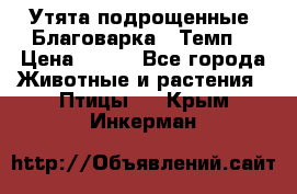 Утята подрощенные “Благоварка“,“Темп“ › Цена ­ 100 - Все города Животные и растения » Птицы   . Крым,Инкерман